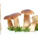 An Introduction to Porcini and Pici