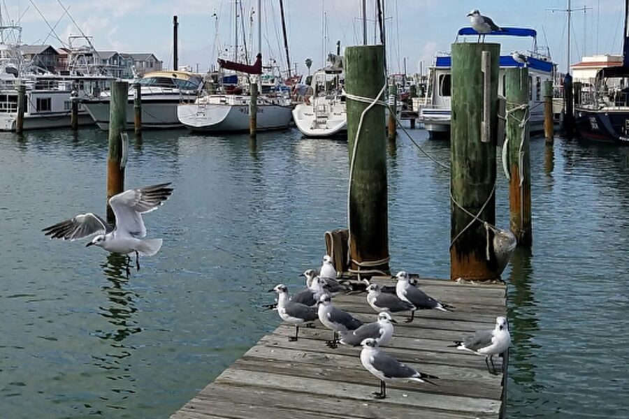 Port Aransas & Corpus Christi