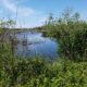 Galveston Island – Lafitte’s Cove Nature Preserve