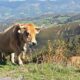 Picos de Europa