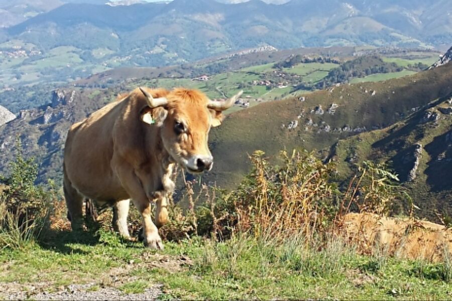 Picos de Europa