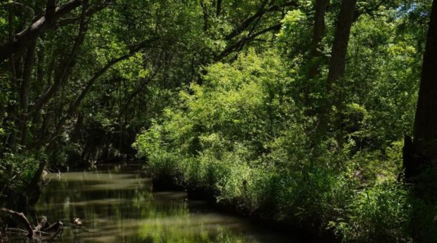 A Picnic at Lockhart State Park