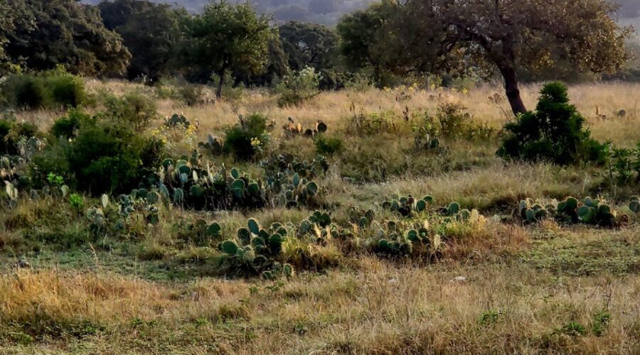 4B Ranch – September 2020