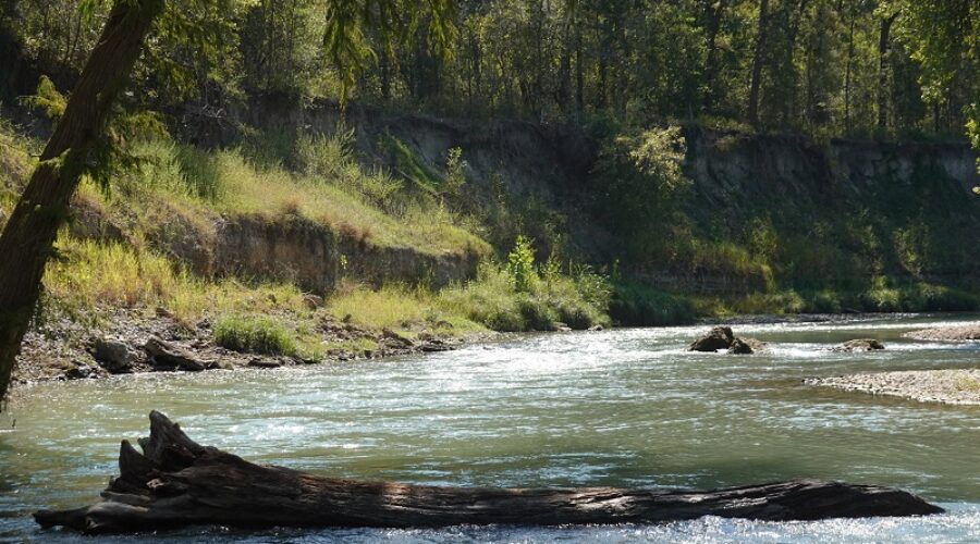Lunch at Palmetto State Park