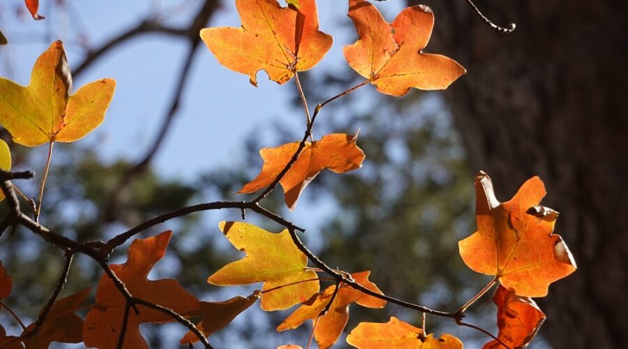 Lost Maples State Natural Area