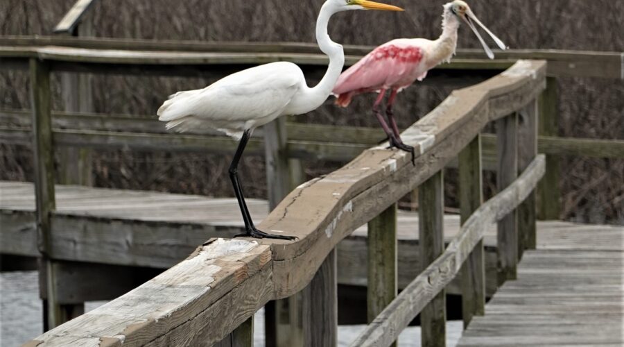 Lafitte’s Cove Nature Preserve – January 2022