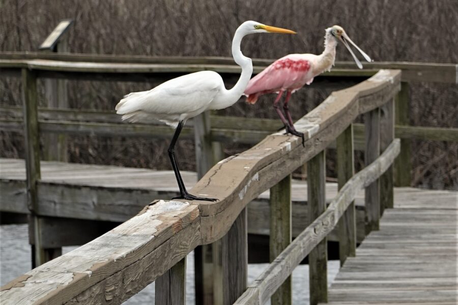 Lafitte’s Cove Nature Preserve – January 2022