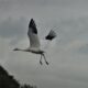 The Endangered Whooping Crane