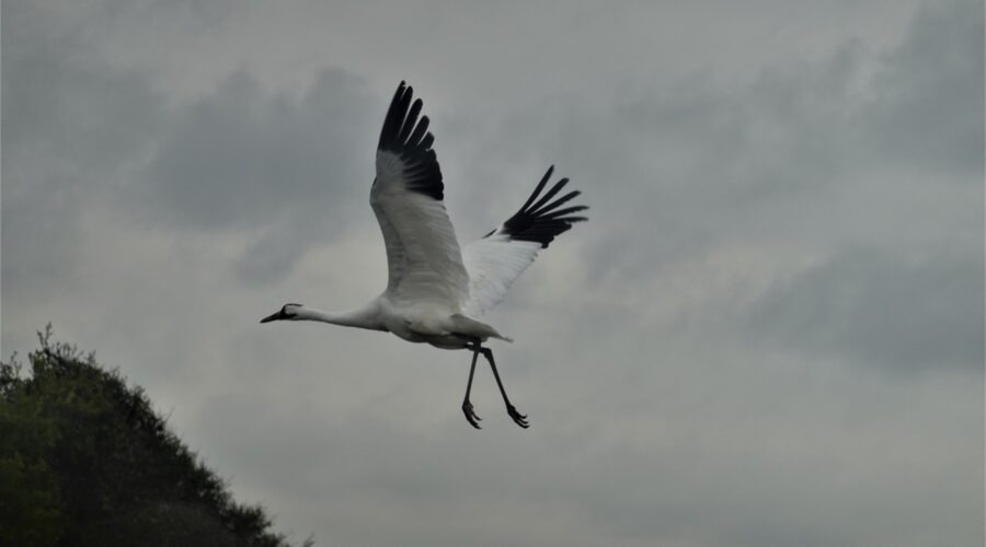 The Endangered Whooping Crane