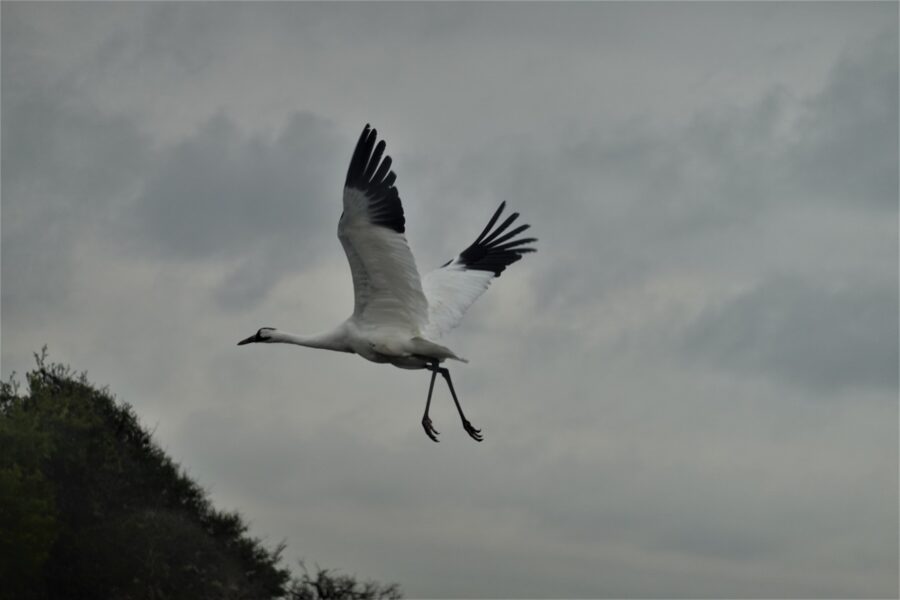 The Endangered Whooping Crane