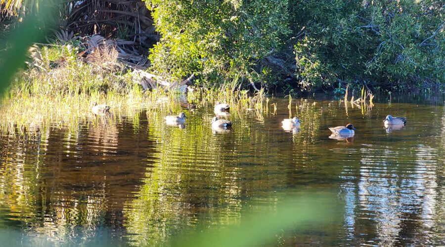 Lafitte's Cove Nature Center