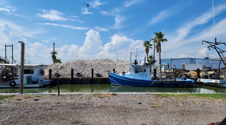 A mountain of oyster shells (one of many) in San Leon.