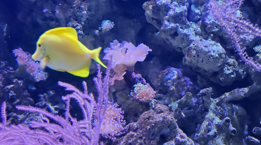 Moody Gardens Aquarium