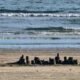 A Picnic at Galveston Island State Park