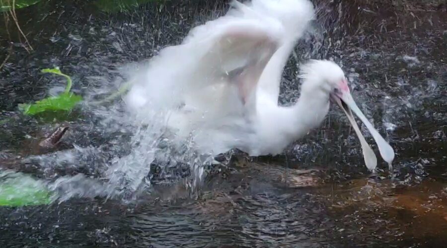 Moody Gardens Rainforest Pyramid