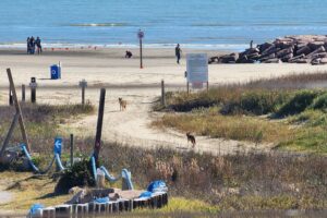 Galveston Ghost Wolves on Porretto Beach in Galveston