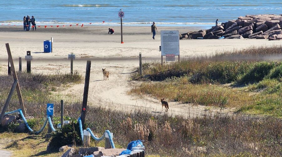 Galveston Ghost Wolves on Porretto Beach in Galveston